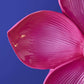 Magenta Bloom Flower Wall Light by Werns