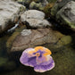 Stunning Purple Egyptian Cotton Bath Mat PANSY by Abyss & Habidecor