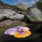 Stunning Purple Egyptian Cotton Bath Mat PANSY by Abyss & Habidecor