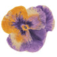 Stunning Purple Egyptian Cotton Bath Mat PANSY by Abyss & Habidecor